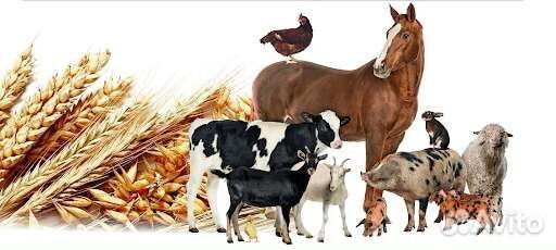 Комбикорм для крс и других С/Х животных