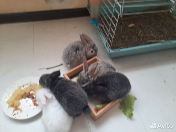 Милые крольчата