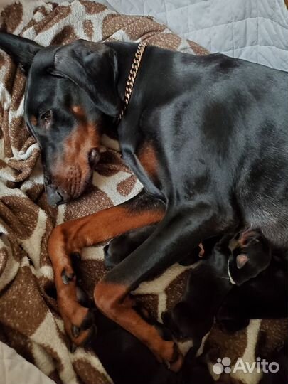 Щенки добермана
