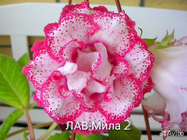 Глоксинии сортовые махровые