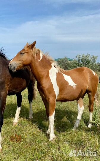 Продам*жеребчика*