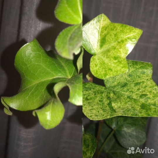 Растения для фитостены