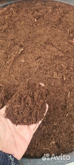 Голубика 3 летняя + Таз с торфом верховой кислый