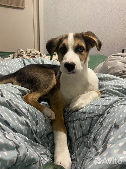 Щенок в добрые руки бесплатно мальчик