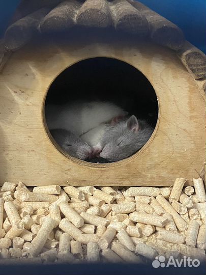 Декоративная крыса дамбо