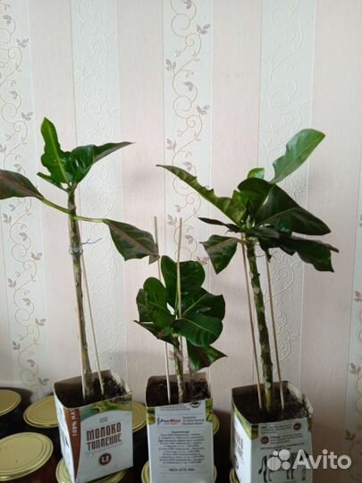 Кротон-Кодиеум экселент