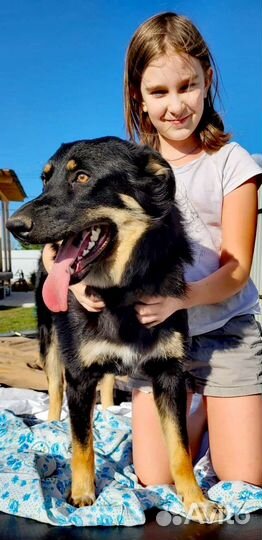 Щенок бесплатно метис черный