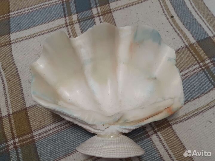 Ракушка морская большая