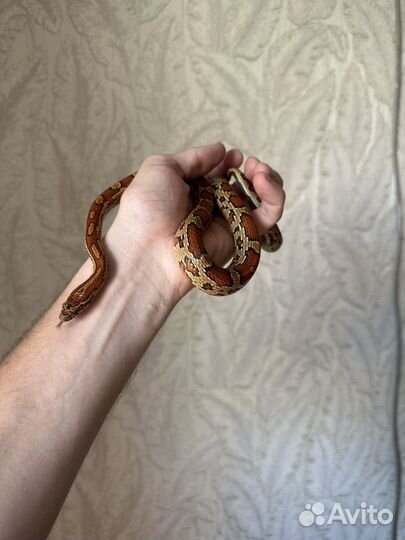 Маисовый полоз