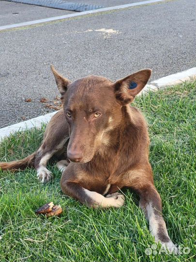 Пёс после отлова ищет дом