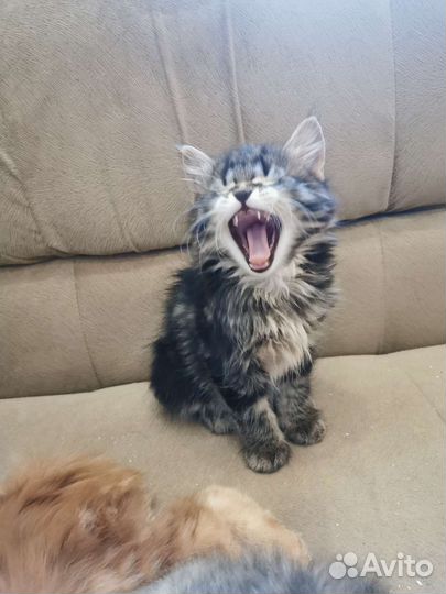 Котята курильский бобтейл