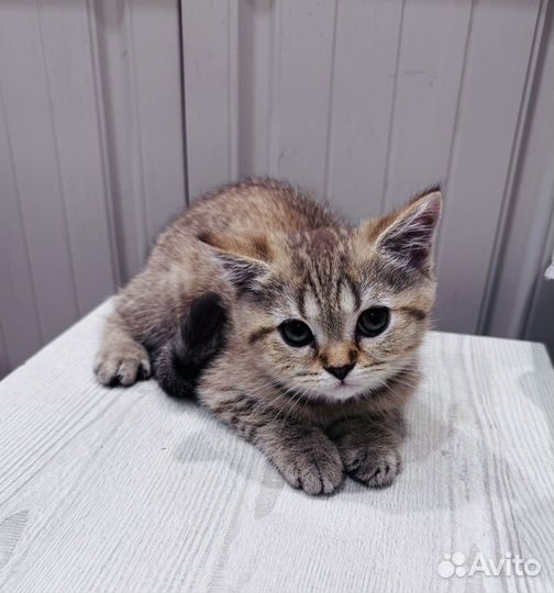 Бронирование котят