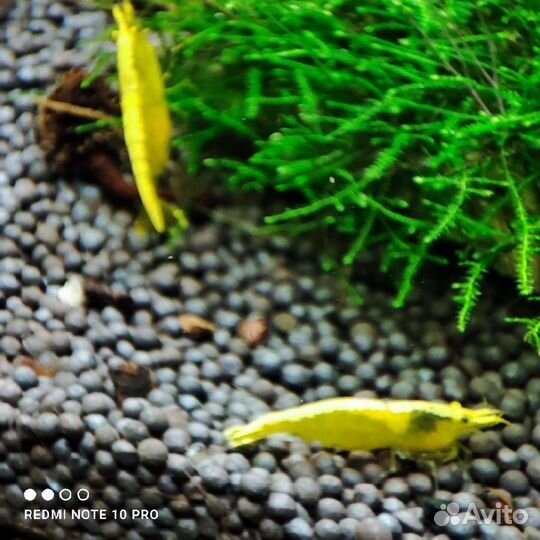 Креветки Жëлтый неон. (Neocaridina Yellow neon)