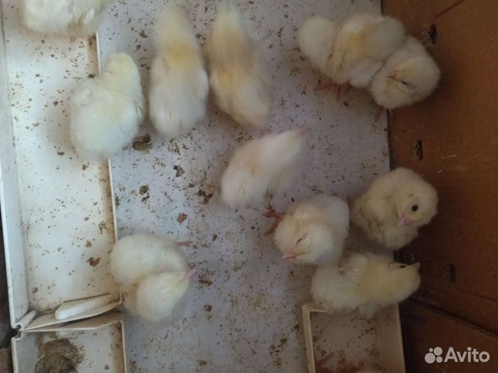 Инкубационное яйцо