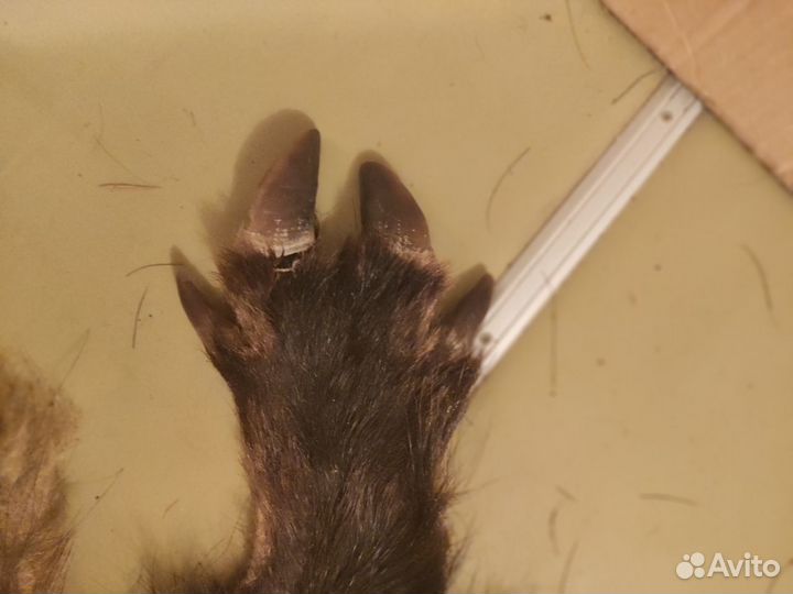 Кабанья шкура