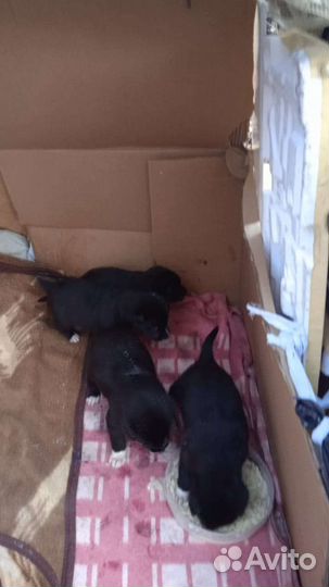 Щенки метисы в добрые руки