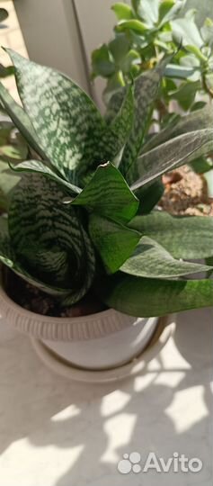 Комнатные цветы