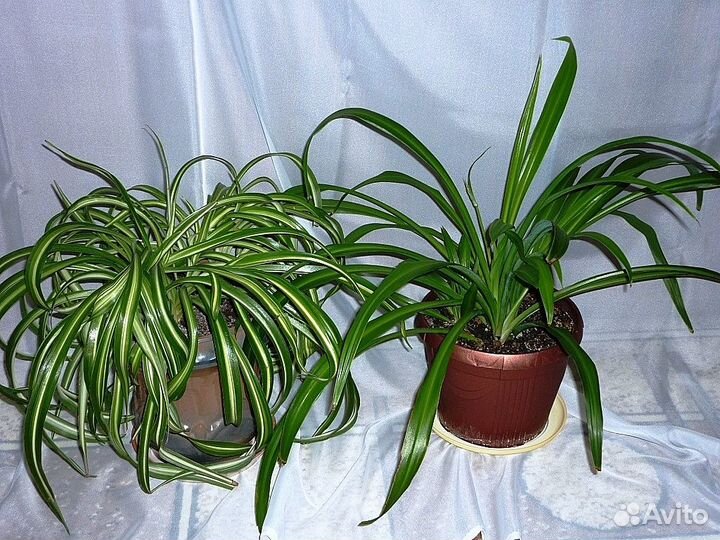 Хлорофитумы взрослые разных сортов