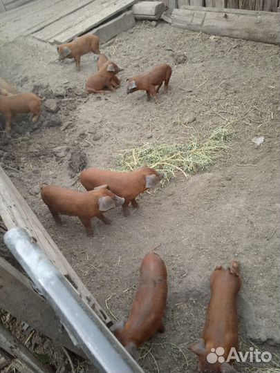 Продаются поросята