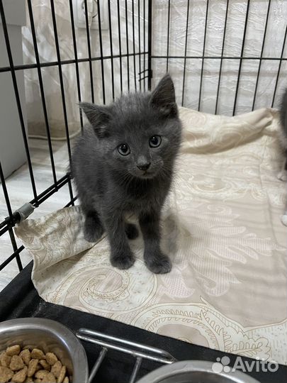 Котенок мальчик в добрые руки