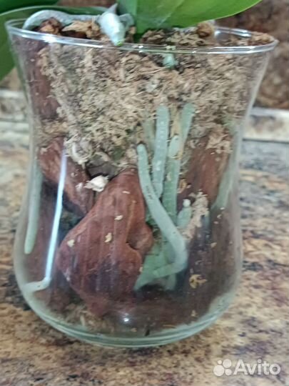 Орхидея луна роса