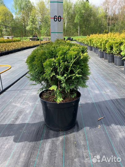 Туя Даника оптом и в розницу