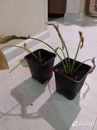 Сингониум неон пинк