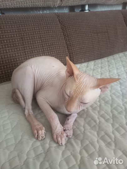 Канадский сфинкс