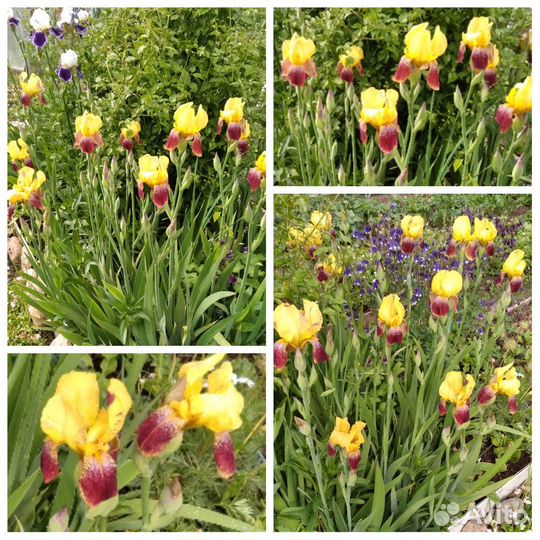 Ирисы бородатые сортовые