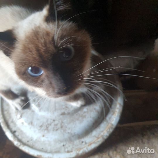 Котик бесплатно