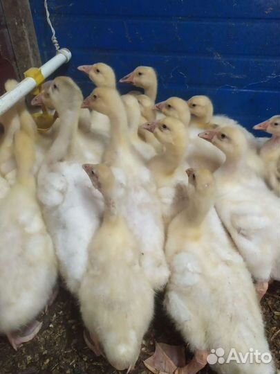 Гусята линда(Башкирия)