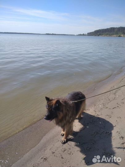 Щенок девочка немецкой овчарки