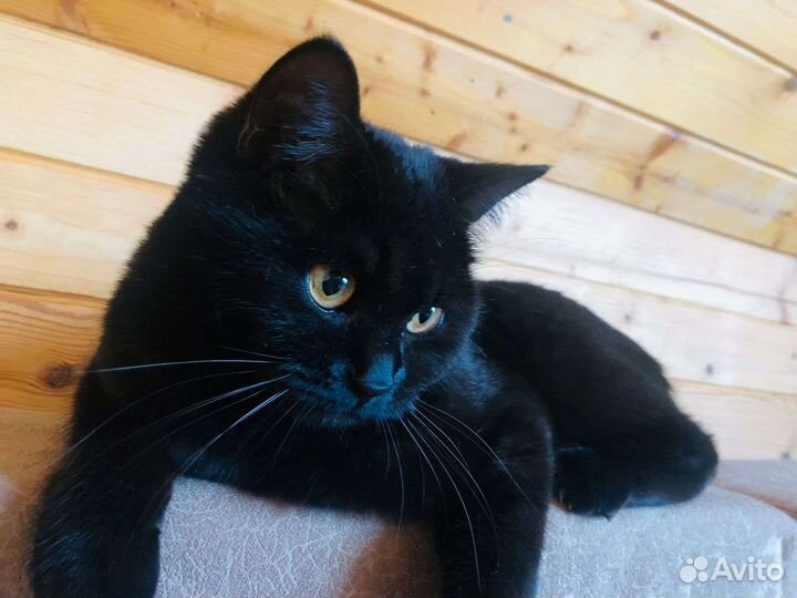 Котята британцы (метисы)