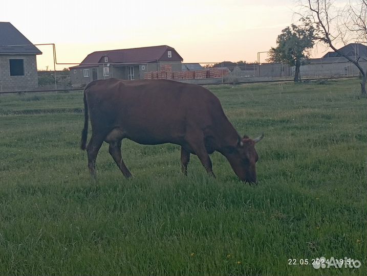 Коровы дойные молочные