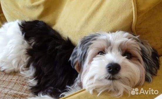 Бивер йорк вязка (кобель)