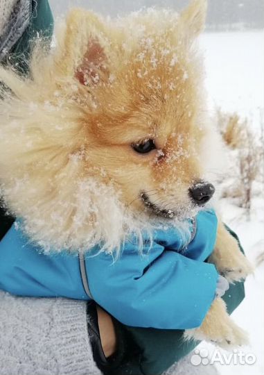 Зимний комбинезон для собаки (кобель)