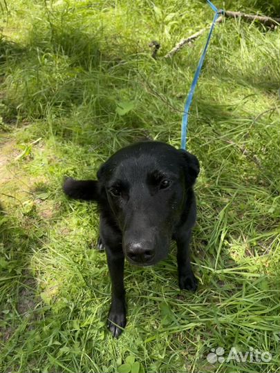 Черная собака