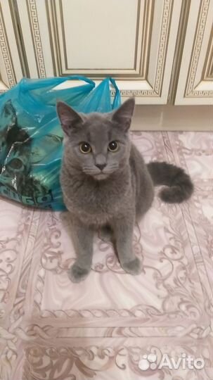 Молодая кошечка