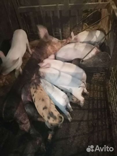Поросята породы дюрок