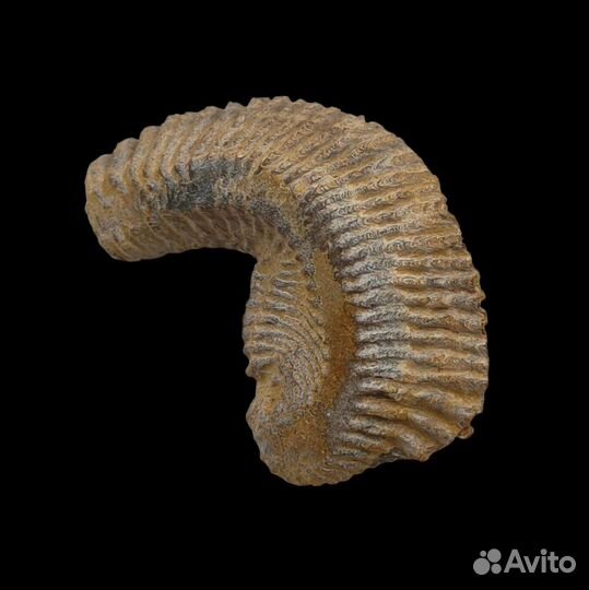 Моллюск Rastellum, Мадагаскар / Окаменелости