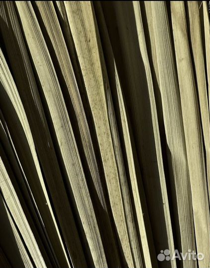 Листья пальмы