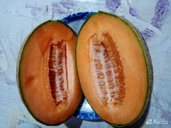 Семена дыни медовый месяц