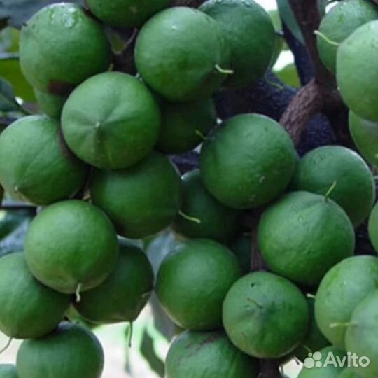 Семена макадамия (сырые орехи) австралия