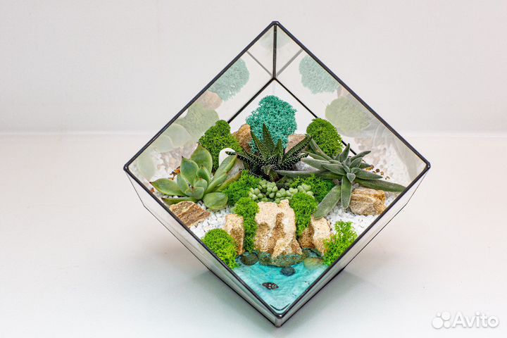 Флорариум суккуленты