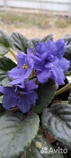 Фиалки продажа