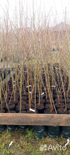 Саженцы плодовых растений
