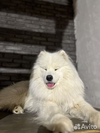 Вязка самоед