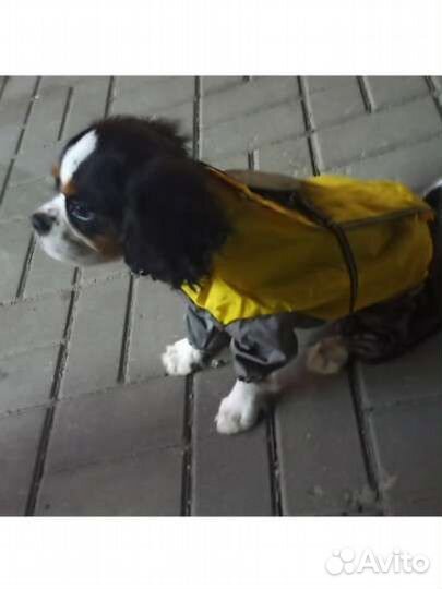 Дождевик для собак