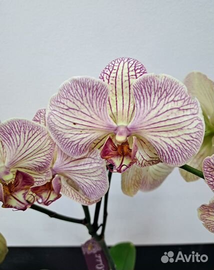 Орхидея