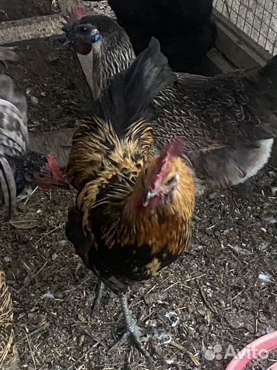 Молодой петушок Лакеданзи